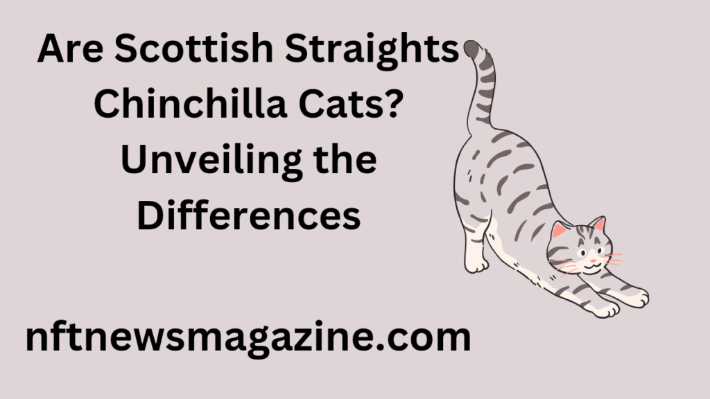 are scottish straights chinchilla