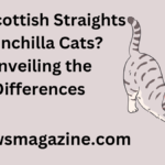 are scottish straights chinchilla